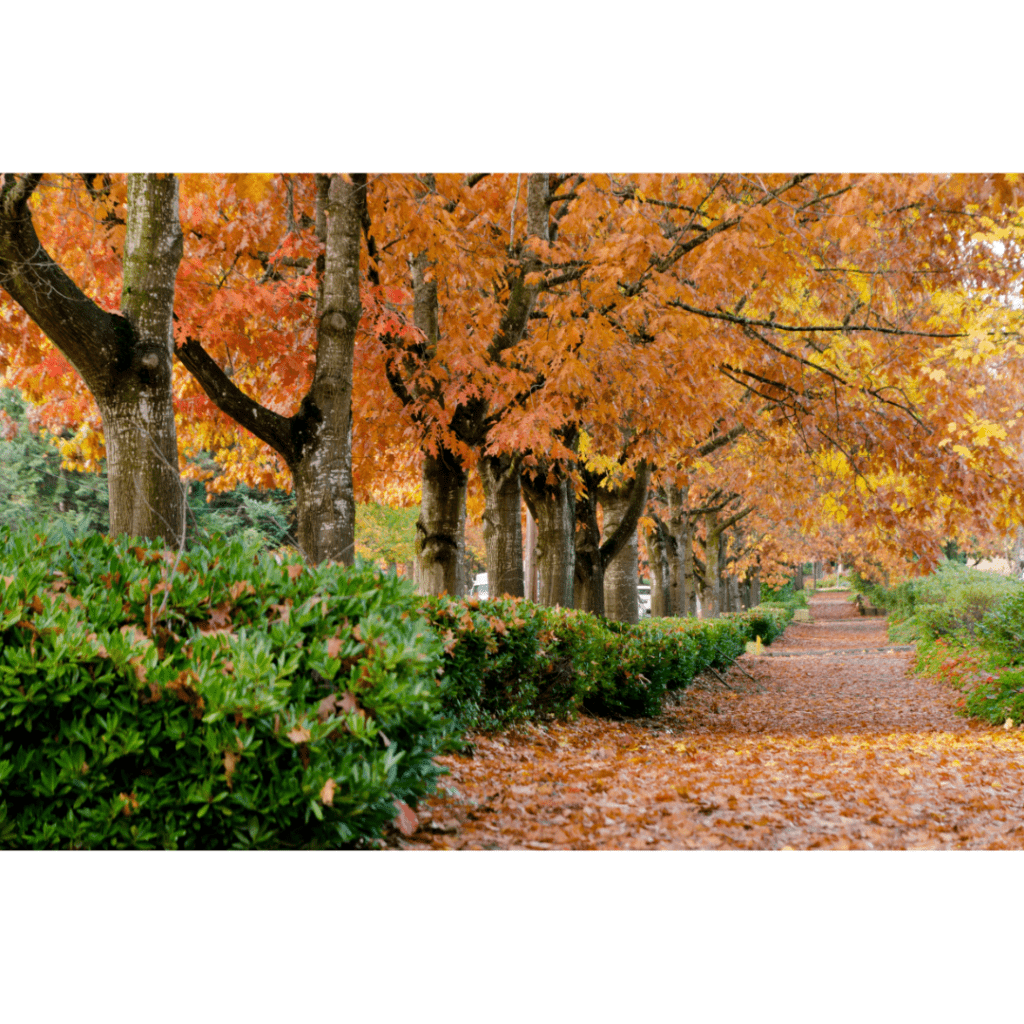 Fall foliage along a sidewalk in Redmond, Washington.